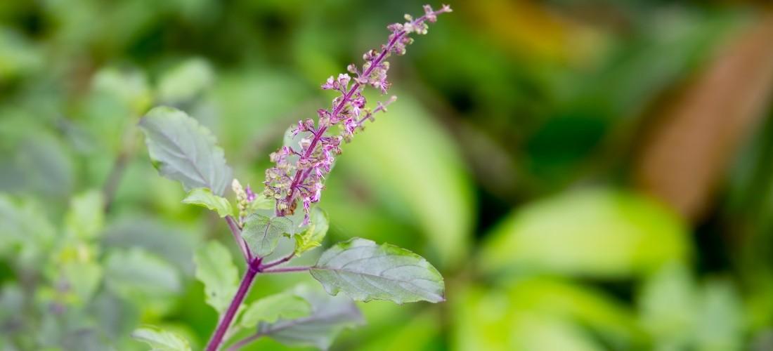Health benefits of Tulsi