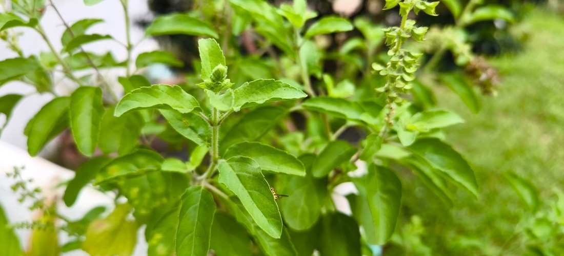 Tulsi benefits that fight winter colds