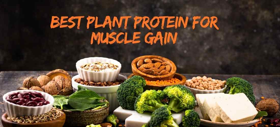 Best Plant Protein for Muscle Gain