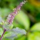 Health benefits of Tulsi