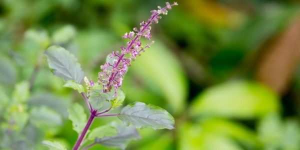 Health benefits of Tulsi
