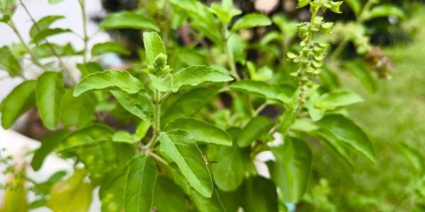 Tulsi benefits that fight winter colds
