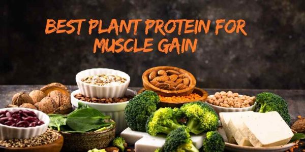 Best Plant Protein for Muscle Gain